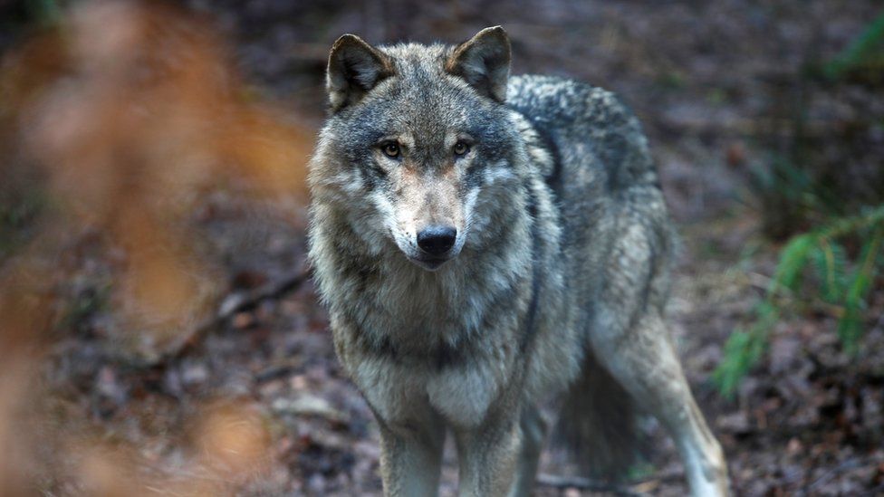 Wolves Return to Netherlands, Redefining Human-Wildlife Relations