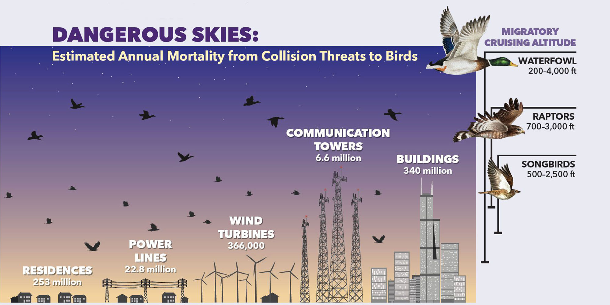 Birds Strike Back as Humans Intrude on Their Homes