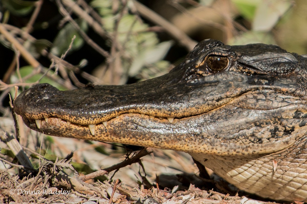 Is Florida’s Alligator a Call to Reconnect with the Environment?