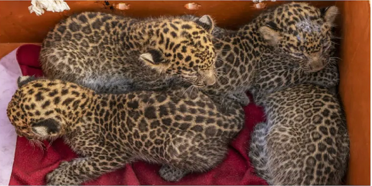 Leopard Cubs Reunited with Mum After Dramatic Rescue in Maharashtra